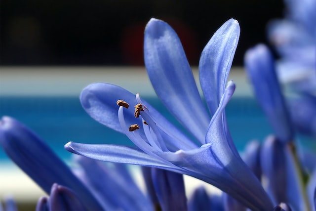Niebieska Lilia